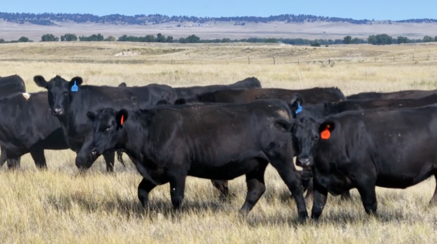 297 Head of Bred Heifers-BH908C5